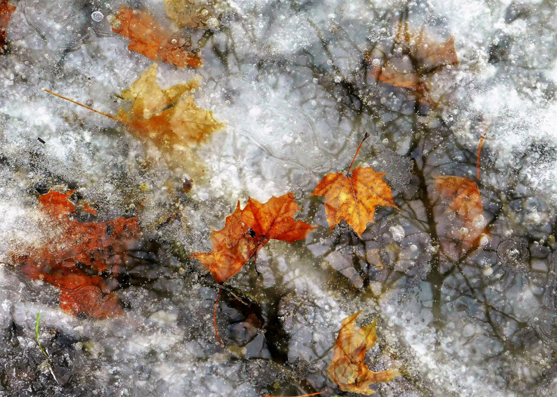 Audubon Announces Photo Contest Winners News, Sports, Jobs Post Journal